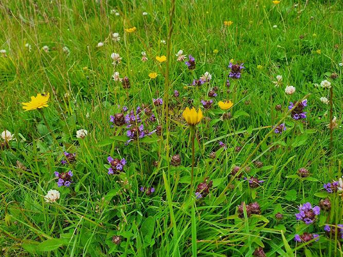 Pro Flora 13 - Species Rich Lawn & Landscape